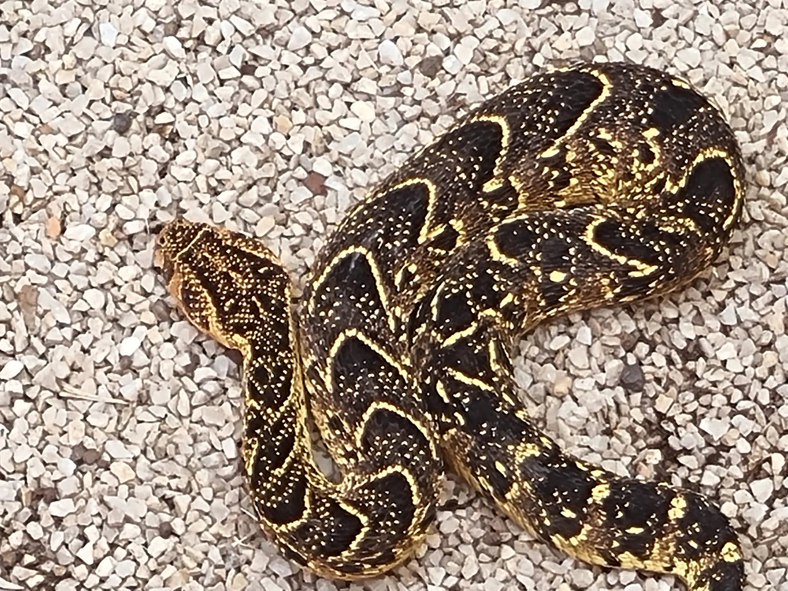 Lawnwood Snake Sanctuary, Plettenberg Bay South Africa