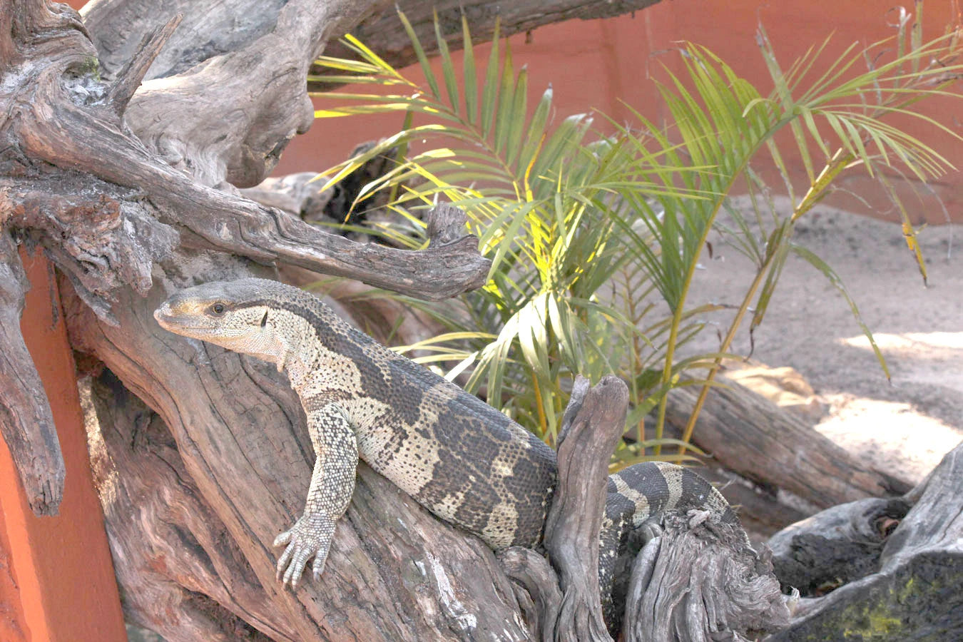 Lawnwood Snake Sanctuary, Plettenberg Bay South Africa