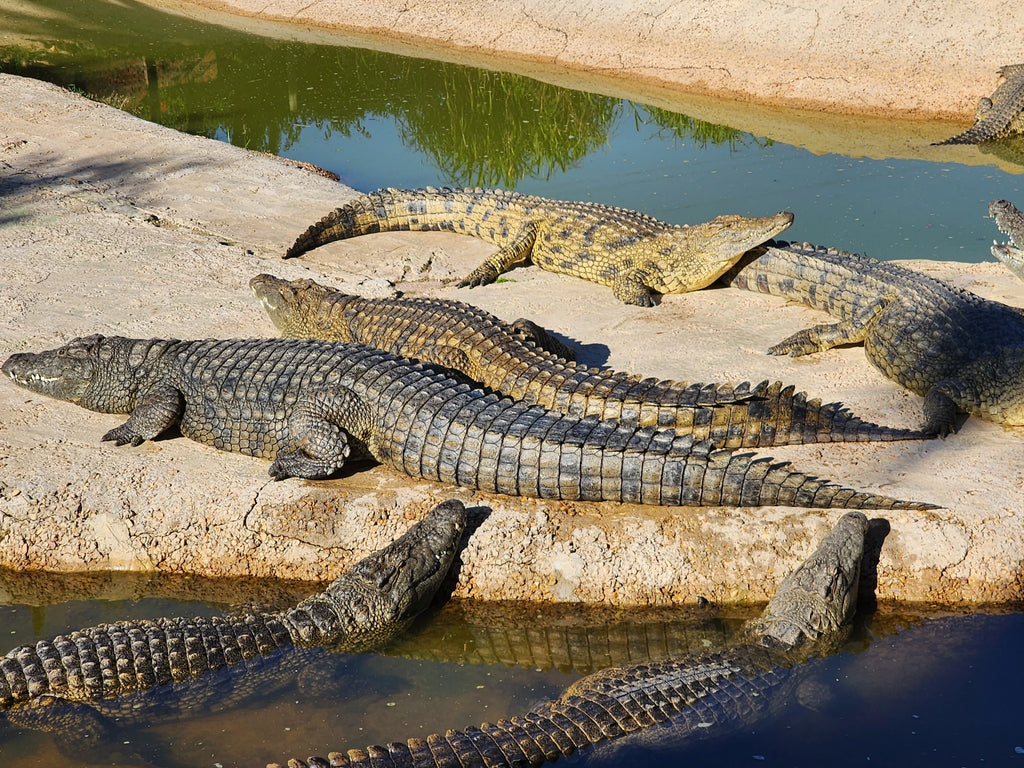 Le Bonheur Reptiles and Adventures, Simondium South Africa
