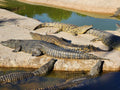 Le Bonheur Reptiles and Adventures, Simondium South Africa