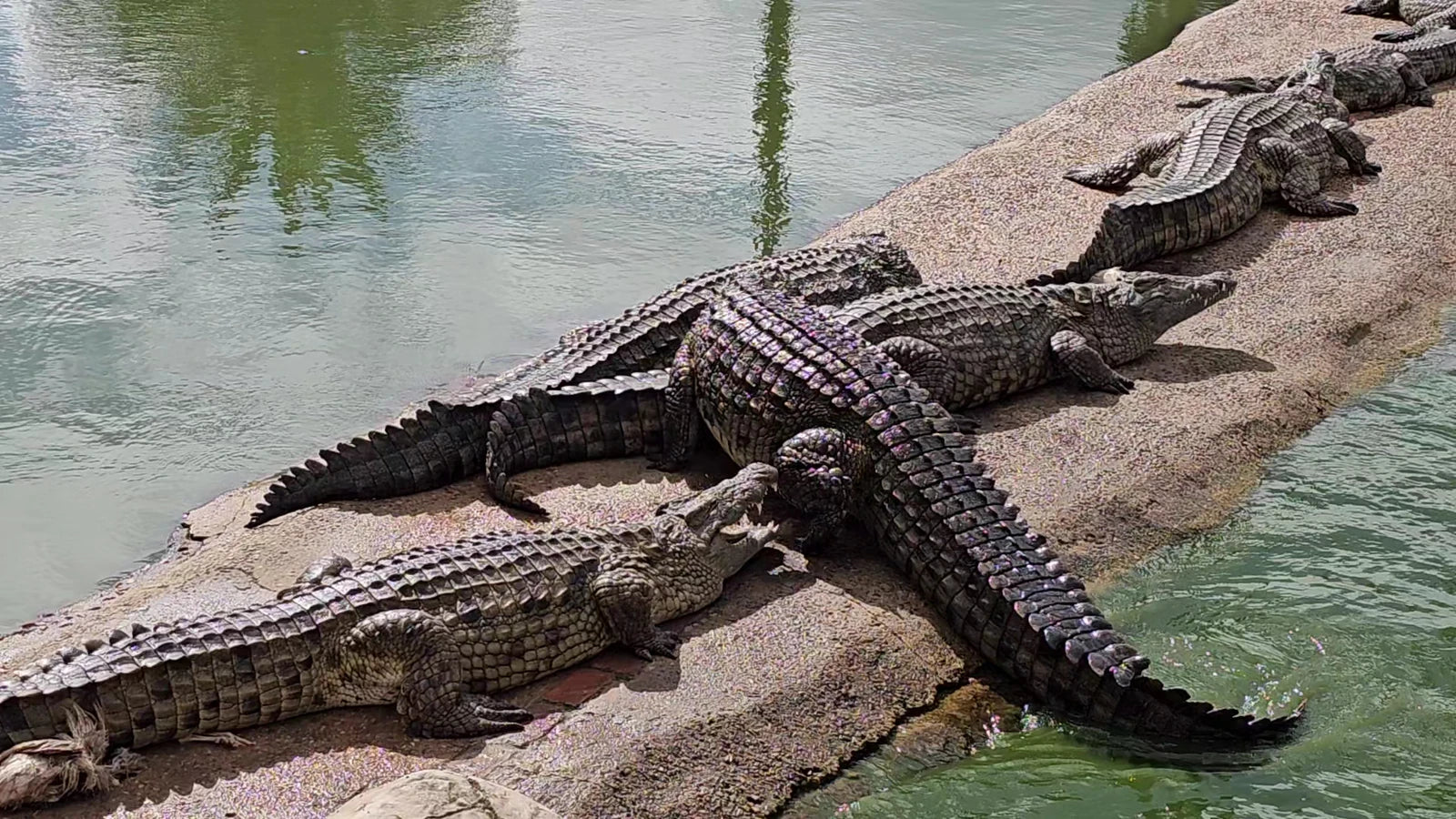 Le Bonheur Reptiles and Adventures, Simondium South Africa