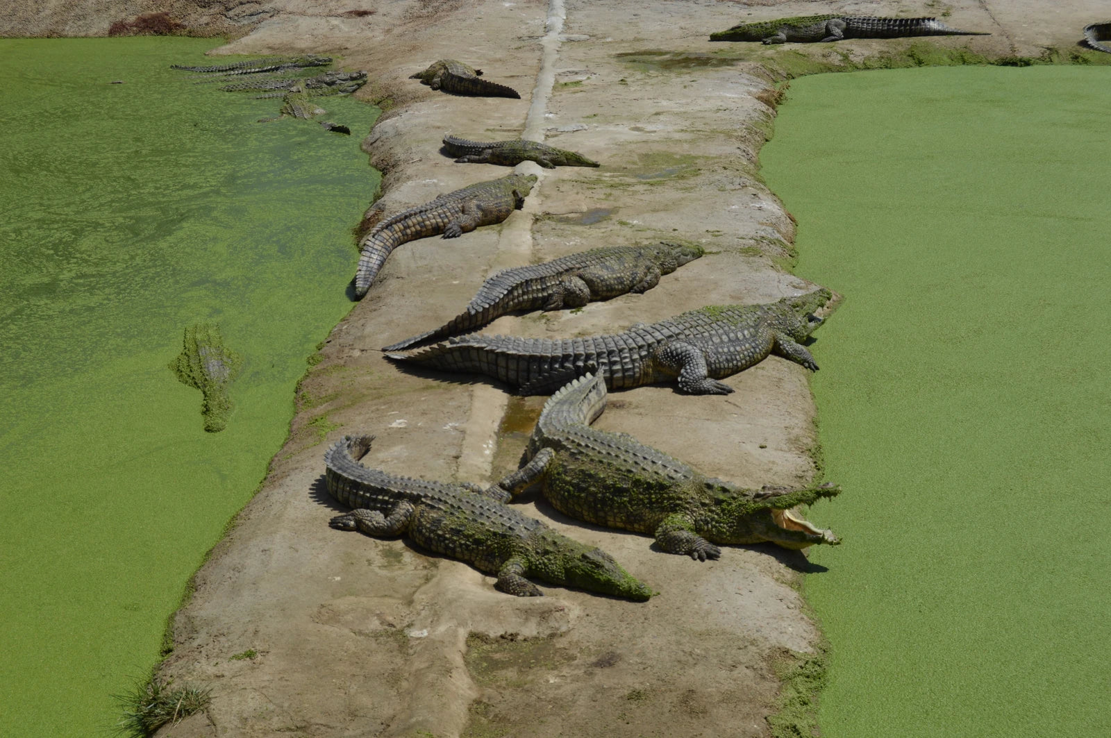Le Bonheur Reptiles and Adventures, Simondium South Africa