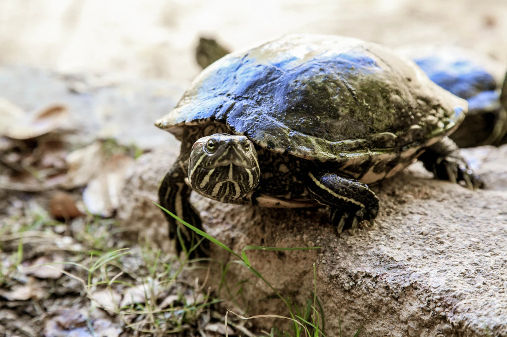 Le Bonheur Reptiles and Adventures, Simondium South Africa