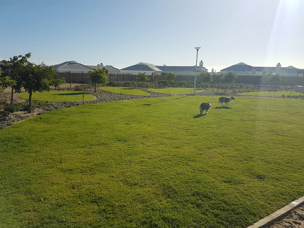 Leadville Dog Park, Cape Town South Africa