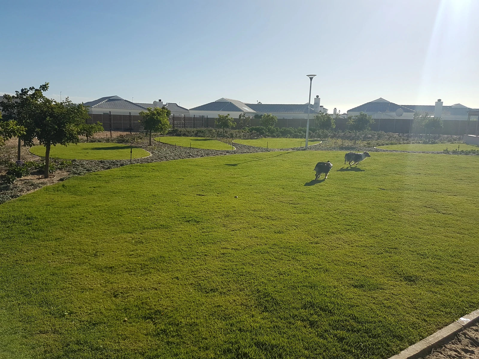 Leadville Dog Park, Cape Town South Africa