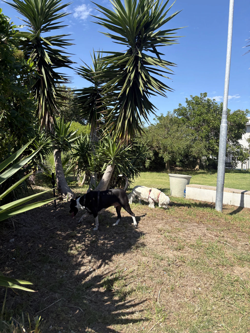 Leadville Dog Park, Cape Town South Africa