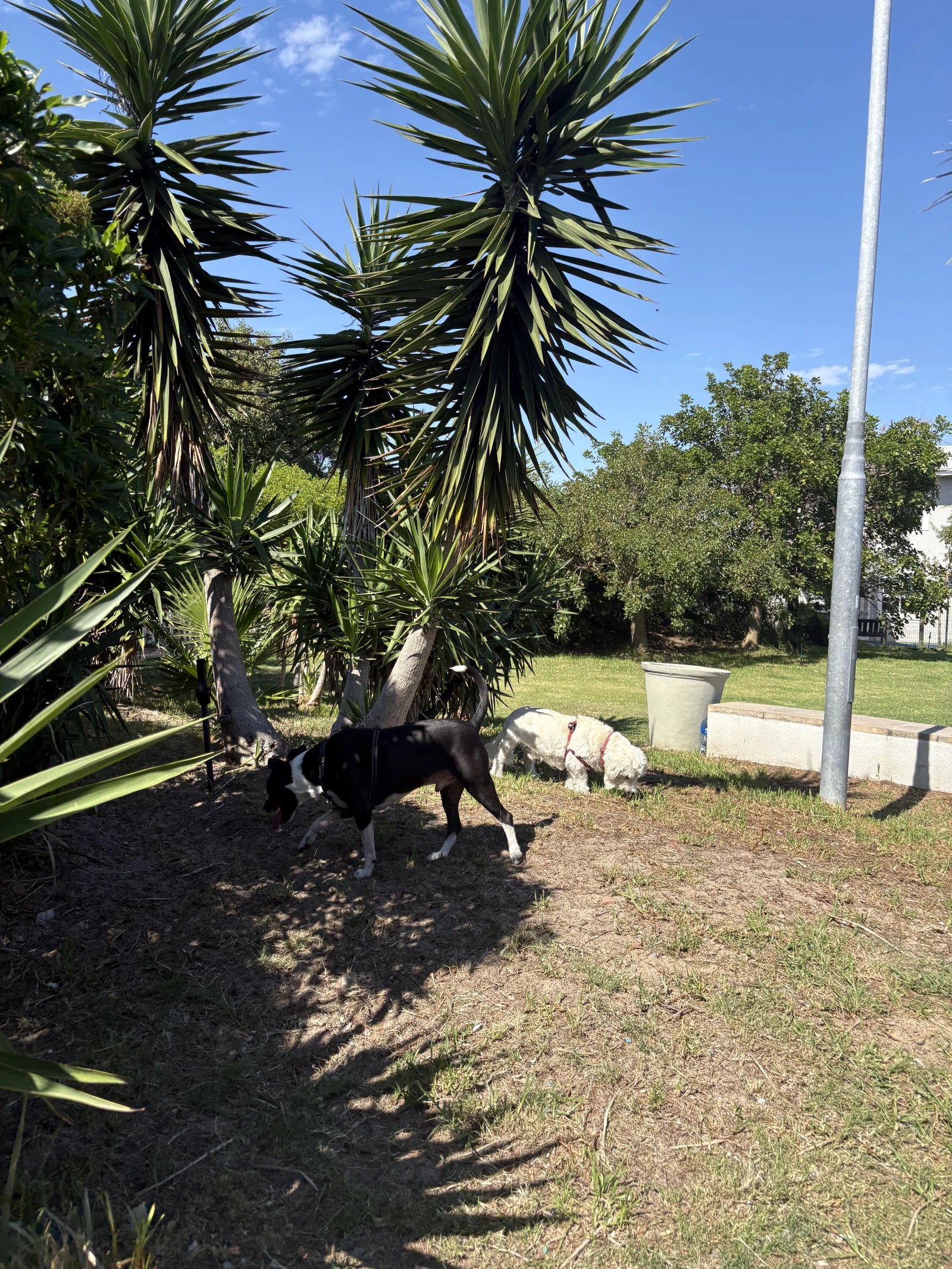 Leadville Dog Park, Cape Town South Africa