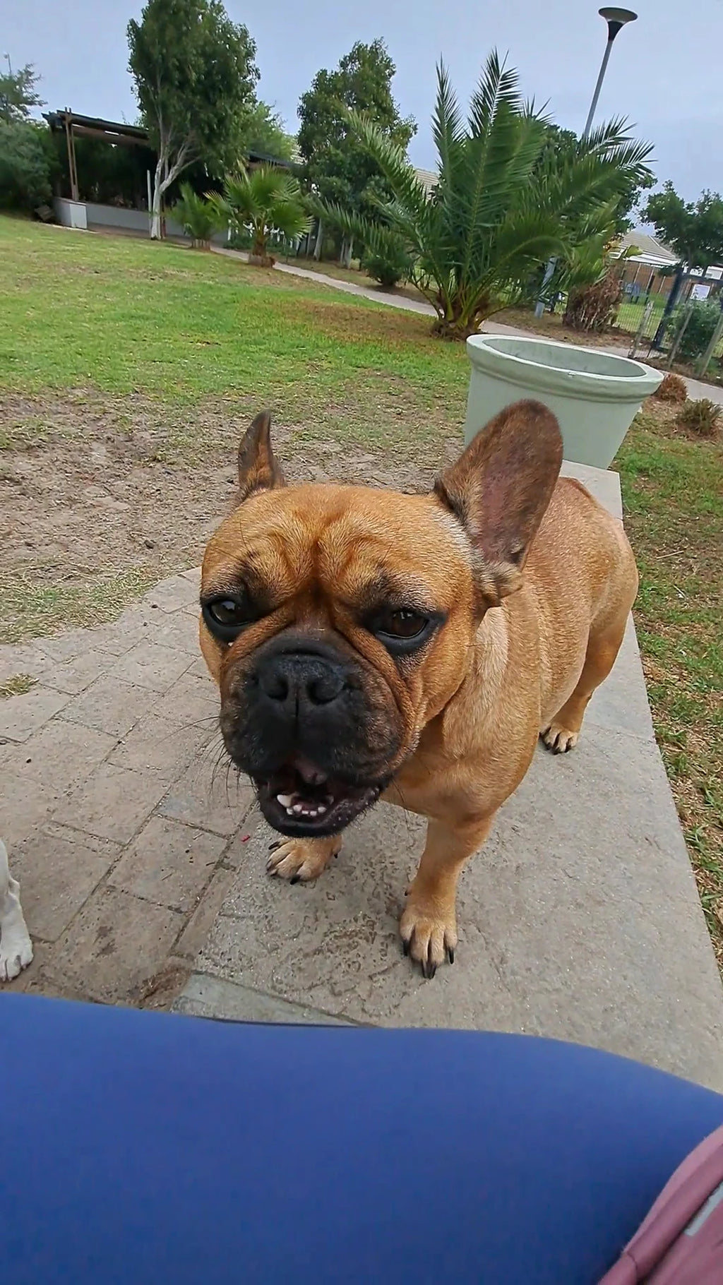 Leadville Dog Park, Cape Town South Africa