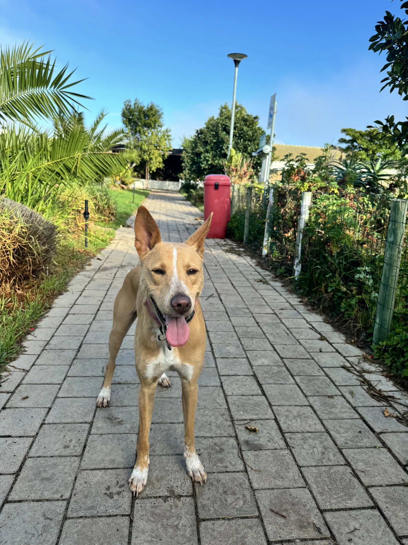 Leadville Dog Park, Cape Town South Africa