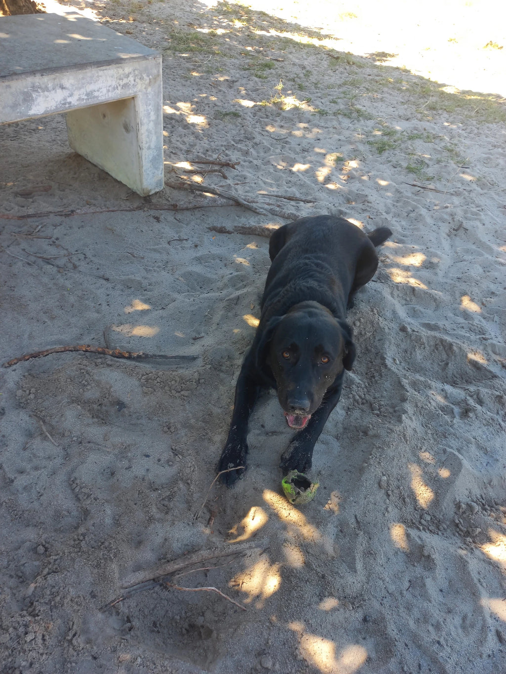 Leadville Dog Park, Cape Town South Africa