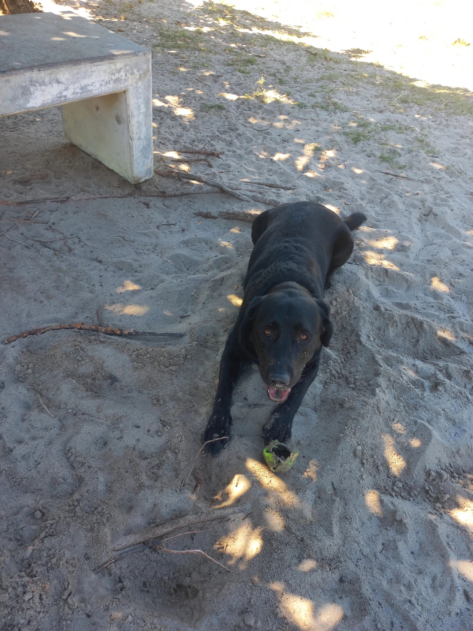 Leadville Dog Park, Cape Town South Africa