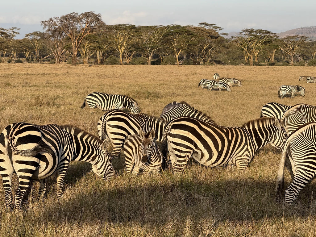Lewa Wildlife Conservancy, 
Isiolo Kenya