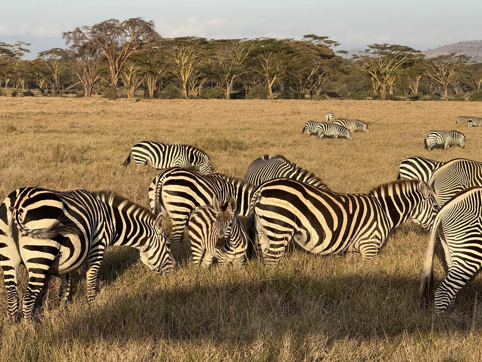 Lewa Wildlife Conservancy, 
Isiolo Kenya
