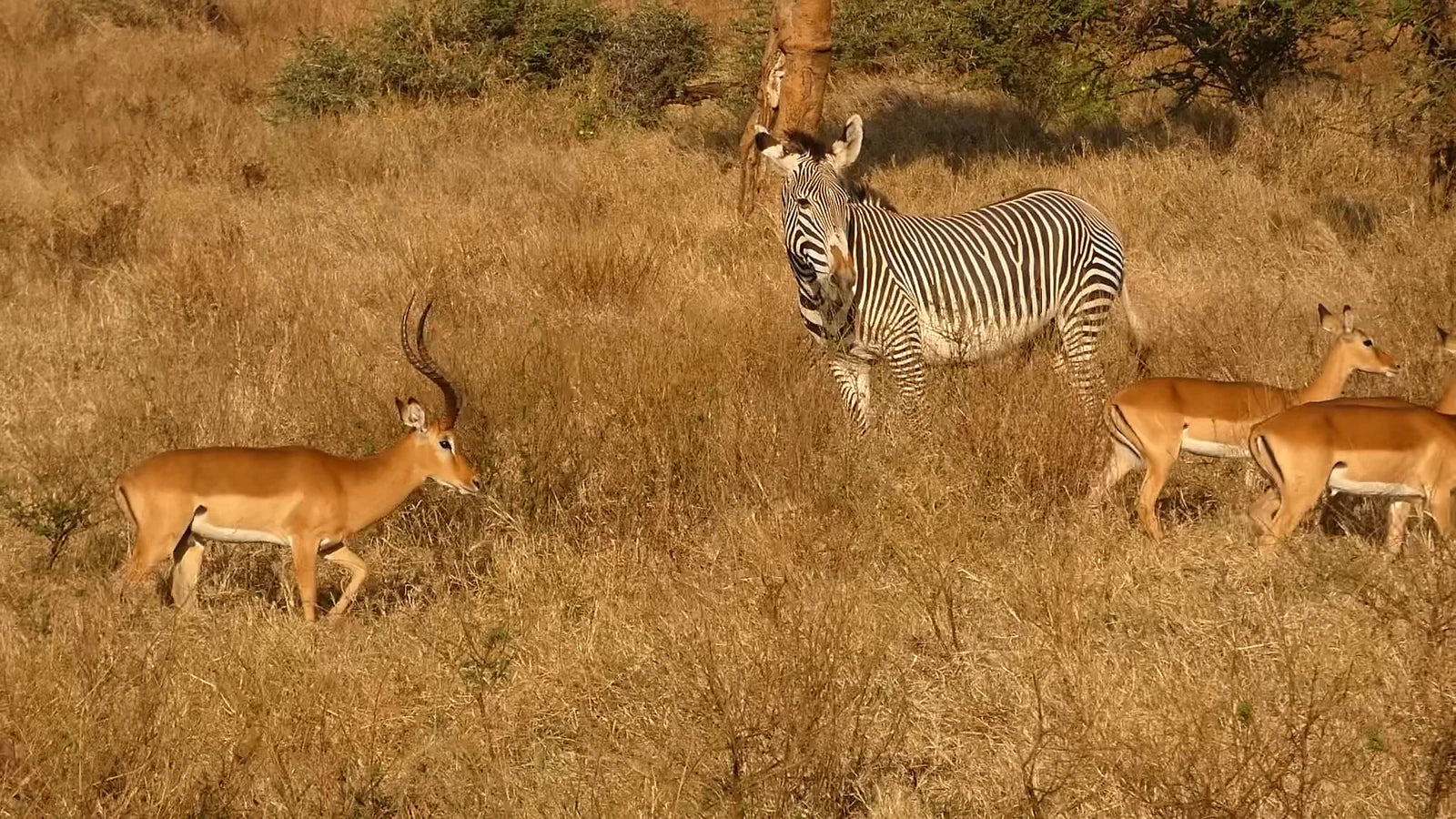 Lewa Wildlife Conservancy, 
Isiolo Kenya