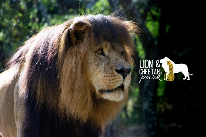 Lion & Cheetah Park