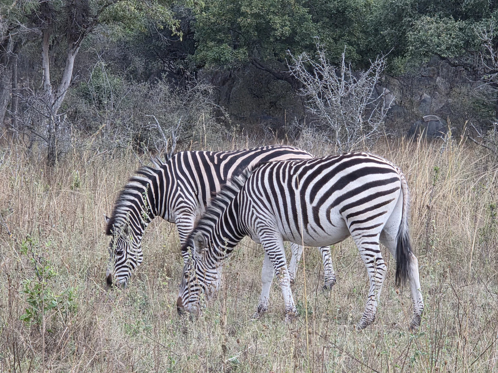 Lion & Cheetah Park, Somerby Zimbabwe