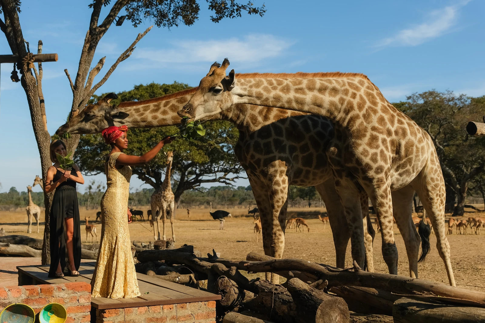 Lion & Cheetah Park, Somerby Zimbabwe