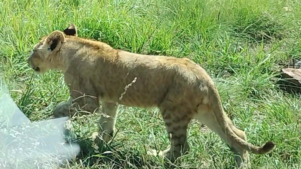 Lion & Safari Park, Broederstroom South Africa