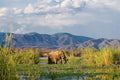 Lower Zambezi National Park,  Zambia