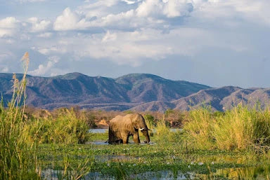 Lower Zambezi National Park,  Zambia