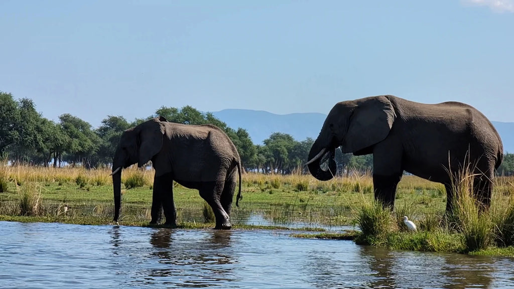 Lower Zambezi National Park,  Zambia