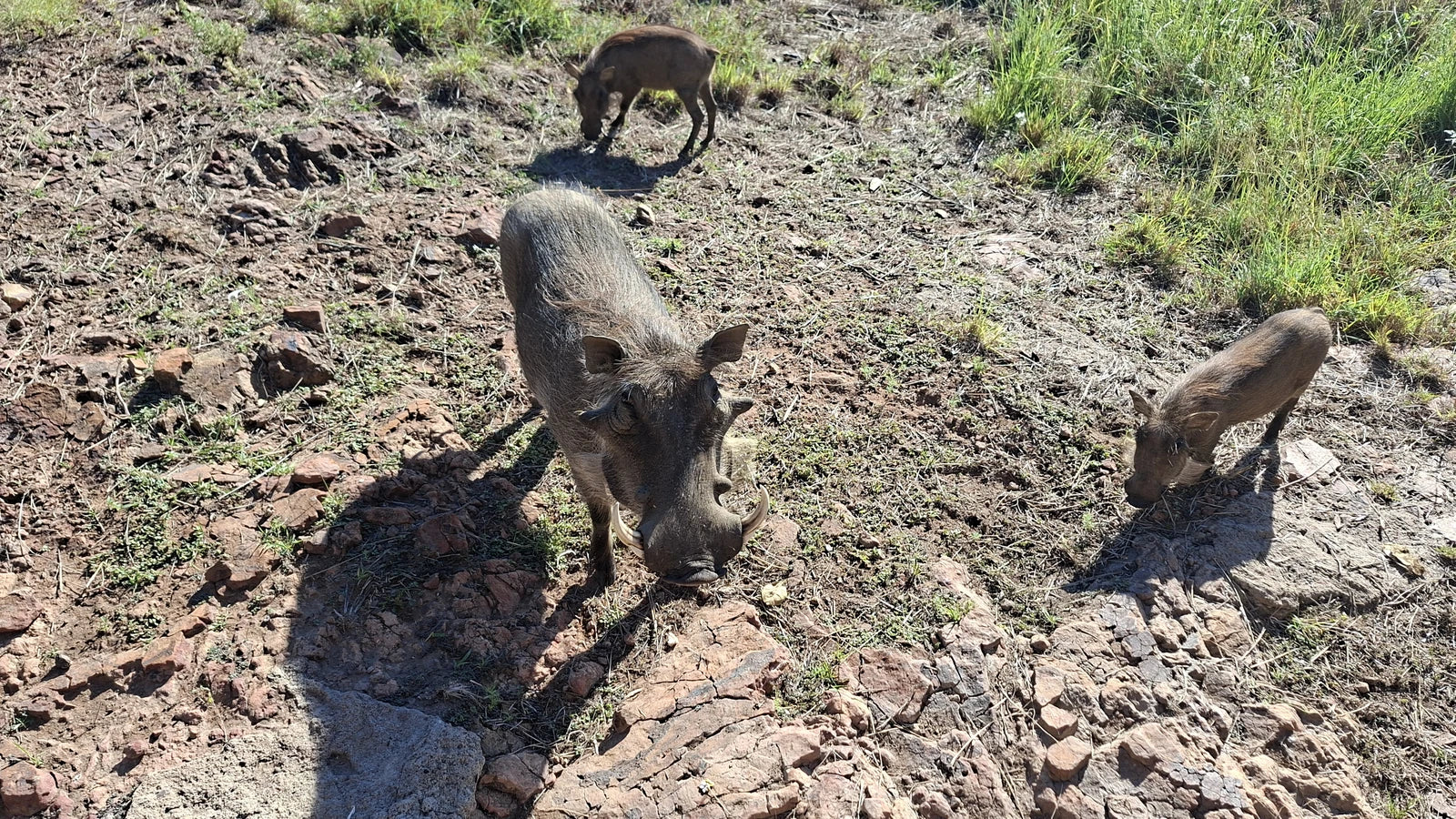 Mabalingwe Game Reserve, Bela-Bela South Africa