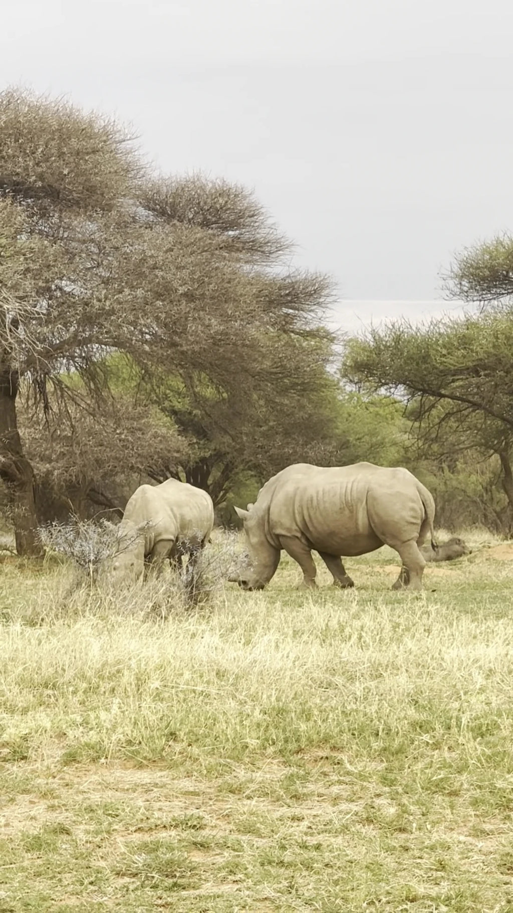 Mabalingwe Game Reserve, Bela-Bela South Africa