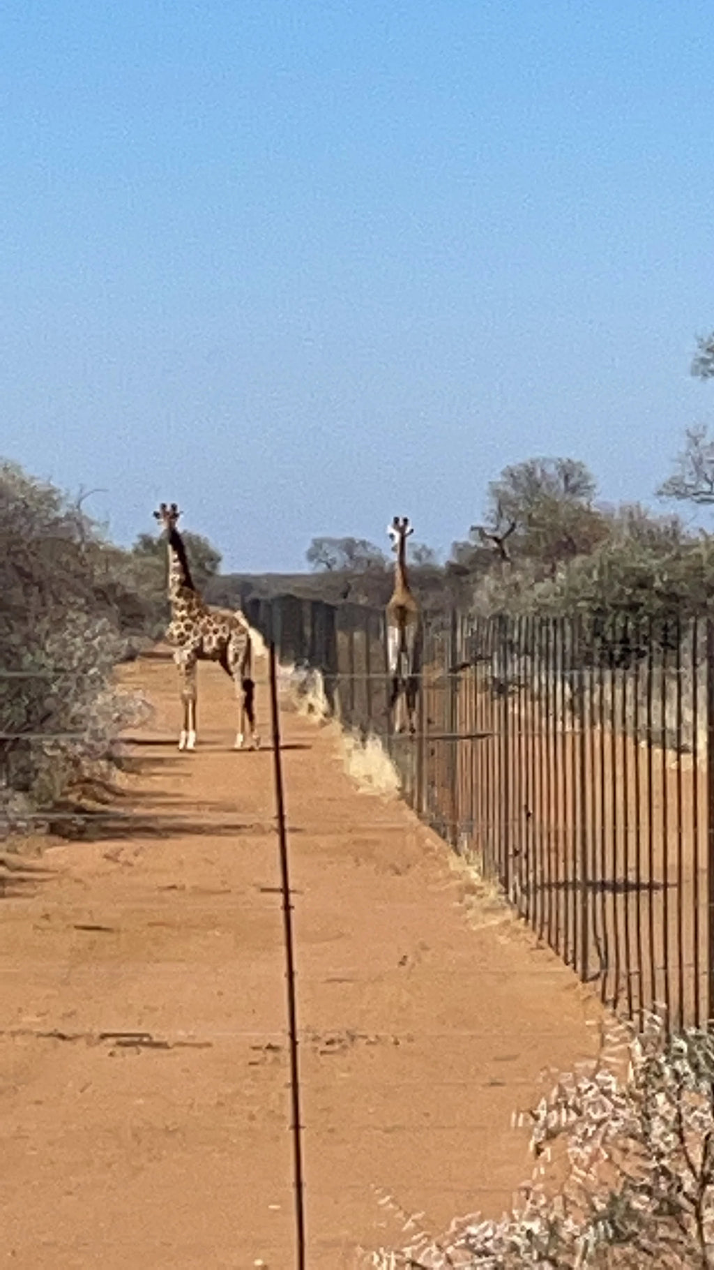 Mabalingwe Game Reserve, Bela-Bela South Africa