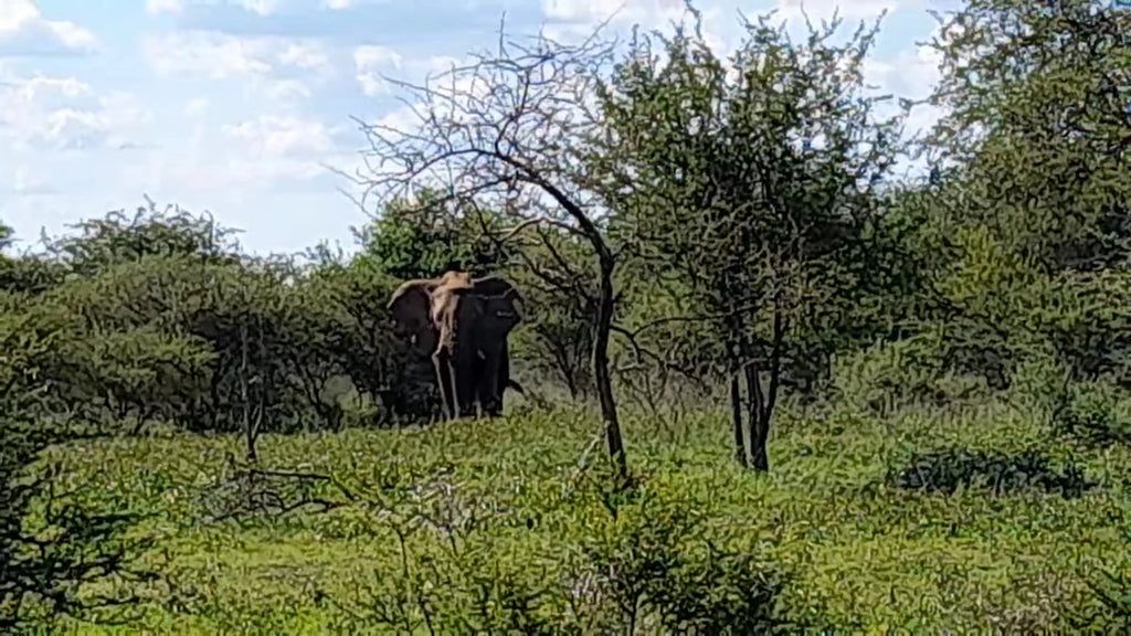Mabalingwe Game Reserve, Bela-Bela South Africa