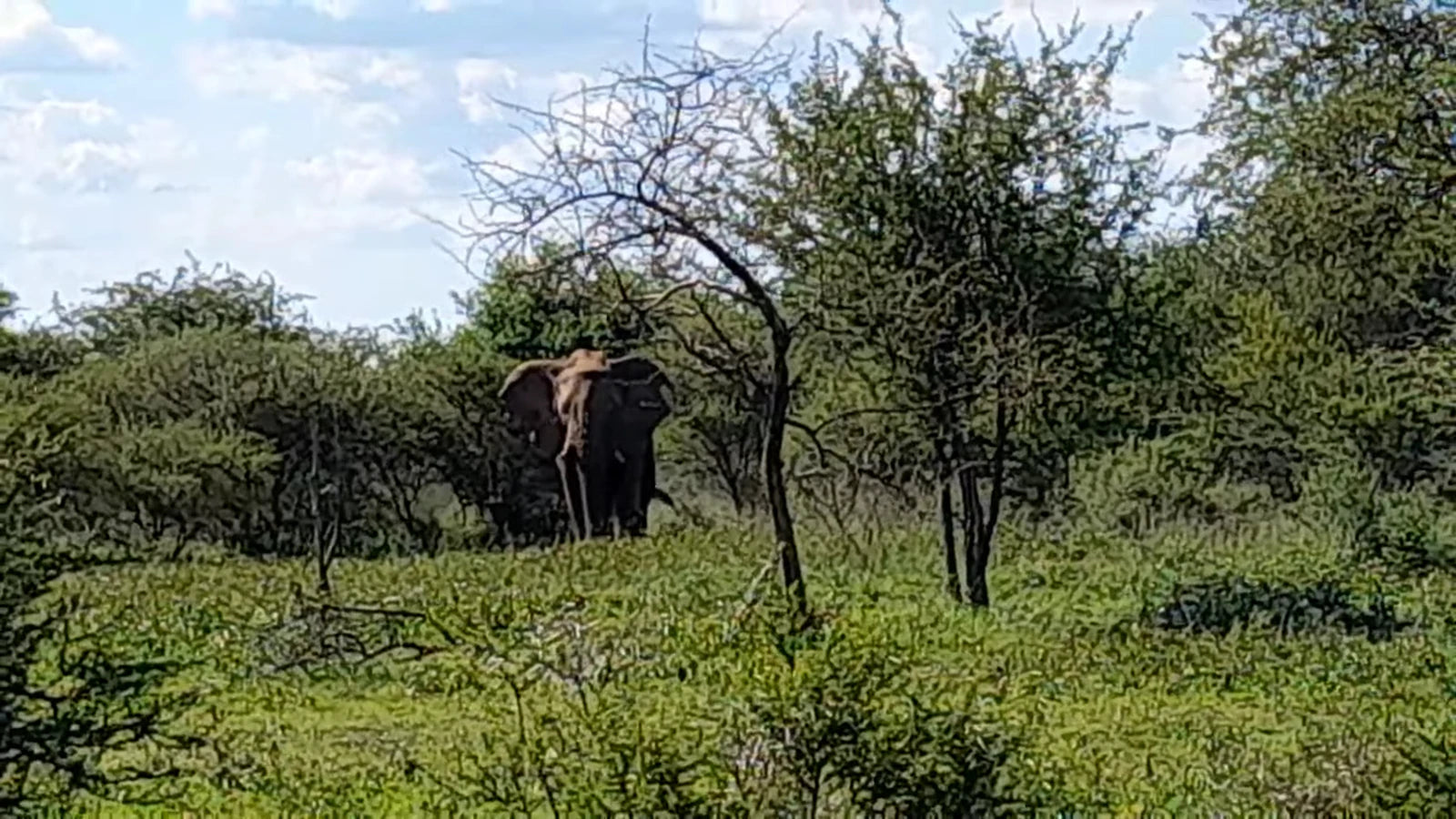 Mabalingwe Game Reserve, Bela-Bela South Africa
