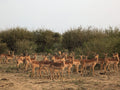 Madikwe Game Reserve, 
2874 R49 South Africa