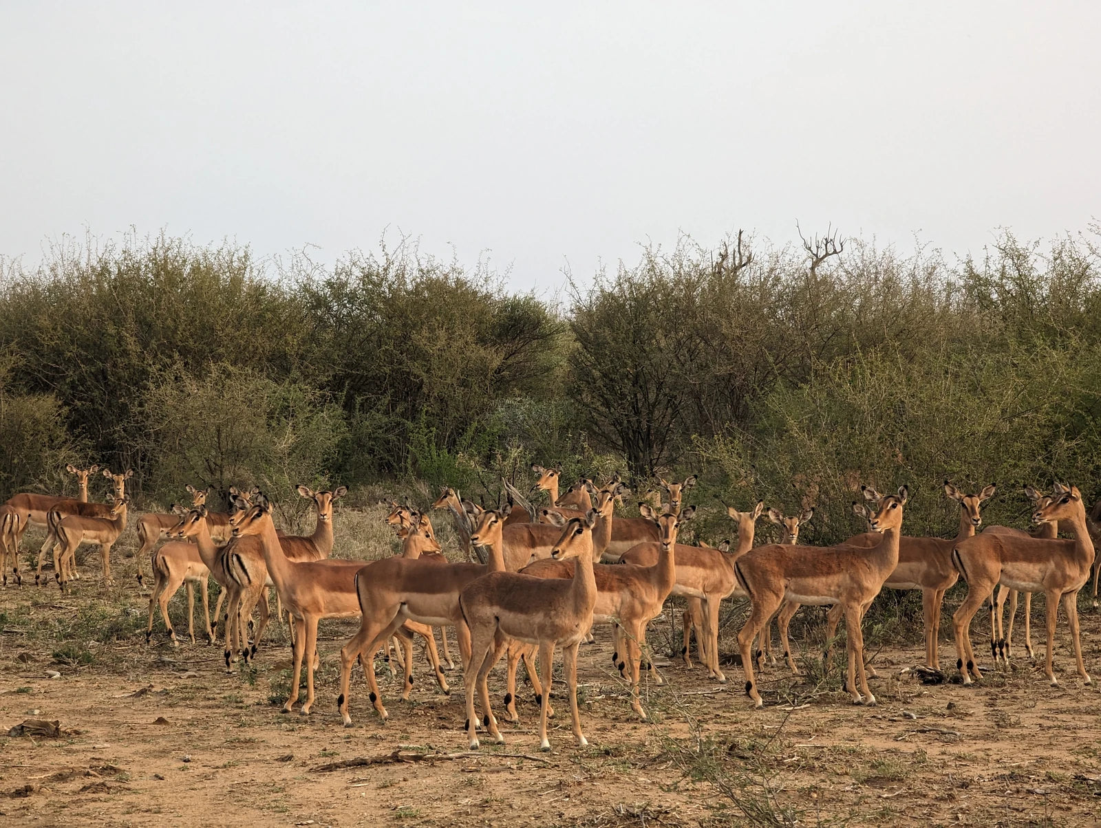 Madikwe Game Reserve, 
2874 R49 South Africa