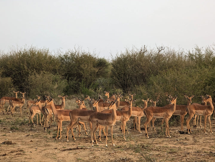 Madikwe Game Reserve