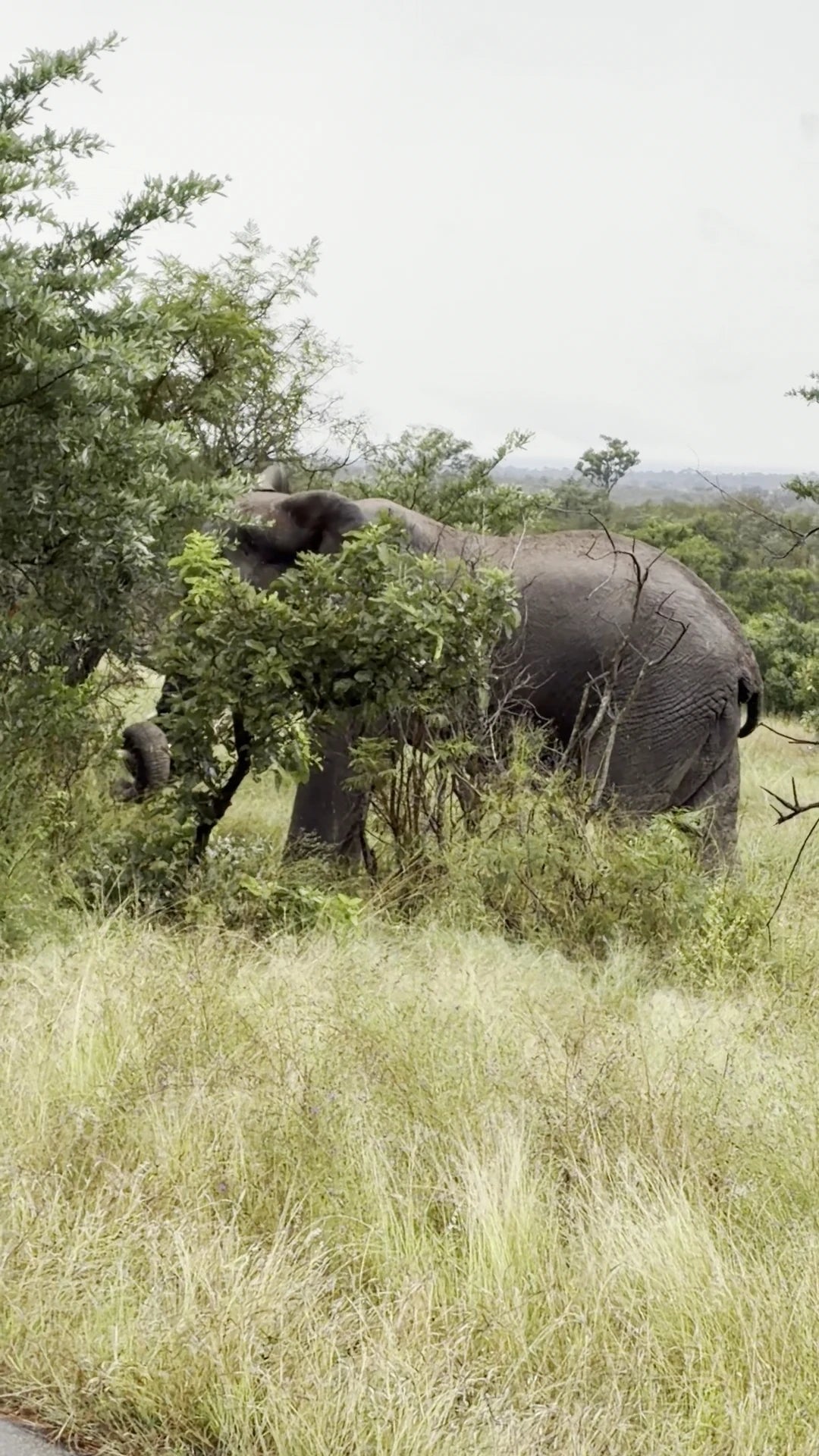 Malelane Gate @ Kruger National Park, 
R570 South Africa