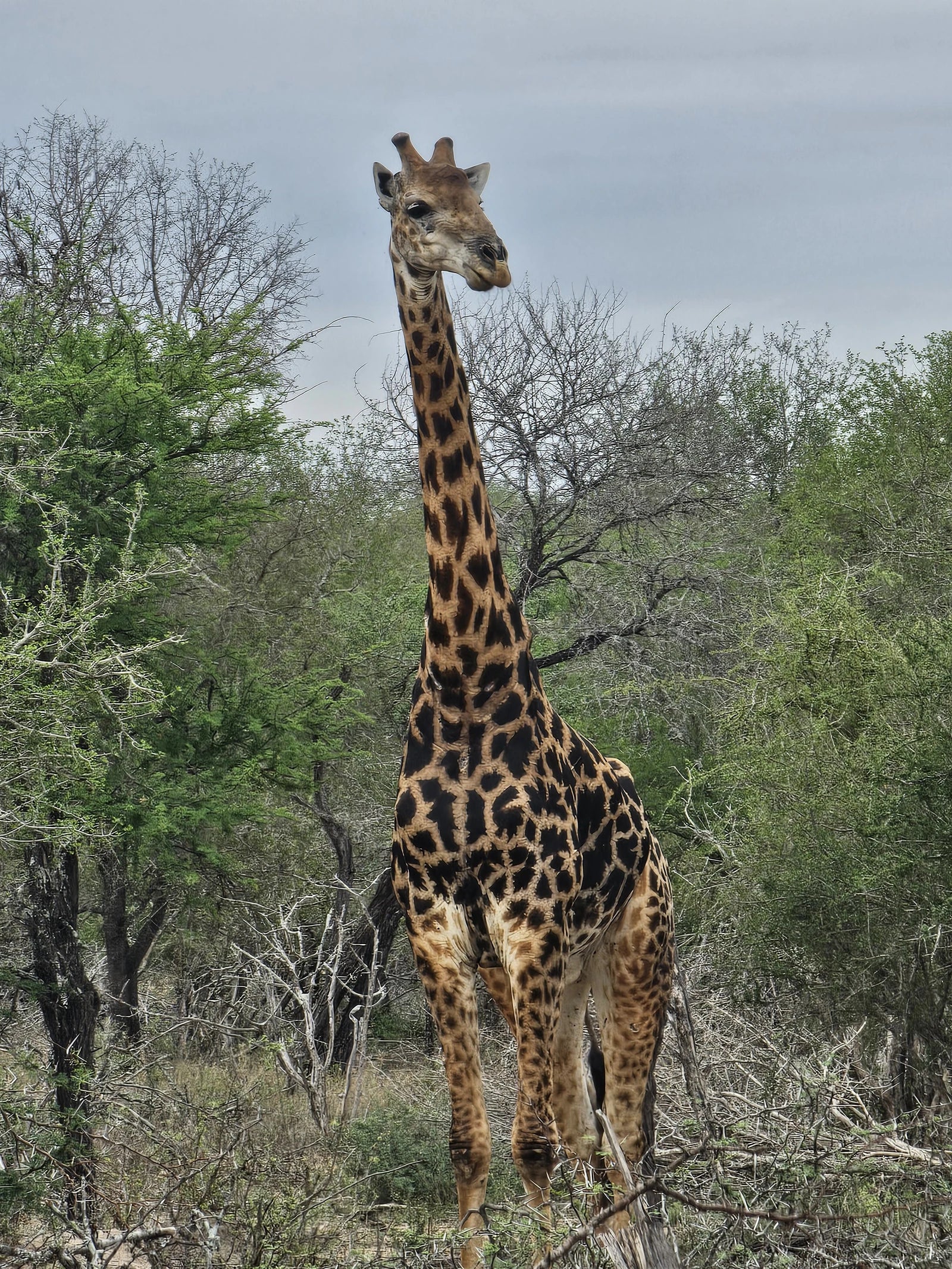 Malelane Gate @ Kruger National Park, 
R570 South Africa
