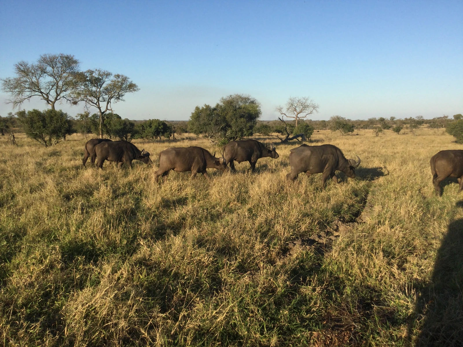 Manyeleti Game Reserve, 
Mpumalanga South Africa