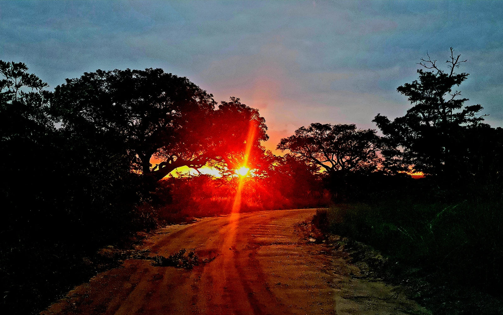 Manyeleti Game Reserve, 
Mpumalanga South Africa