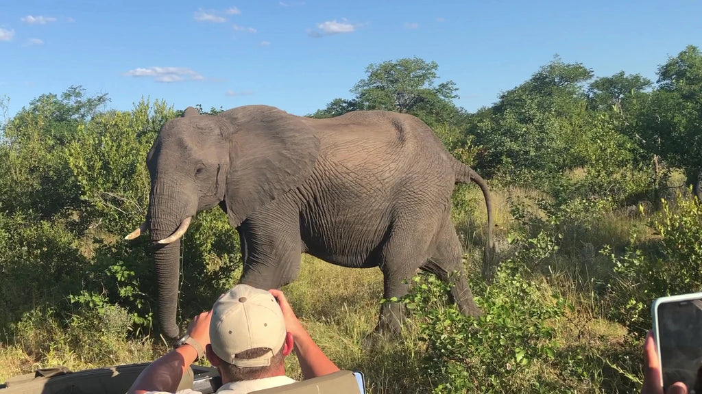 Manyeleti Game Reserve, 
Mpumalanga South Africa