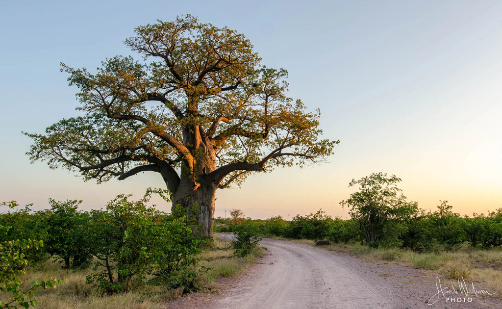 Mapungubwe National Park, 
Musina South Africa