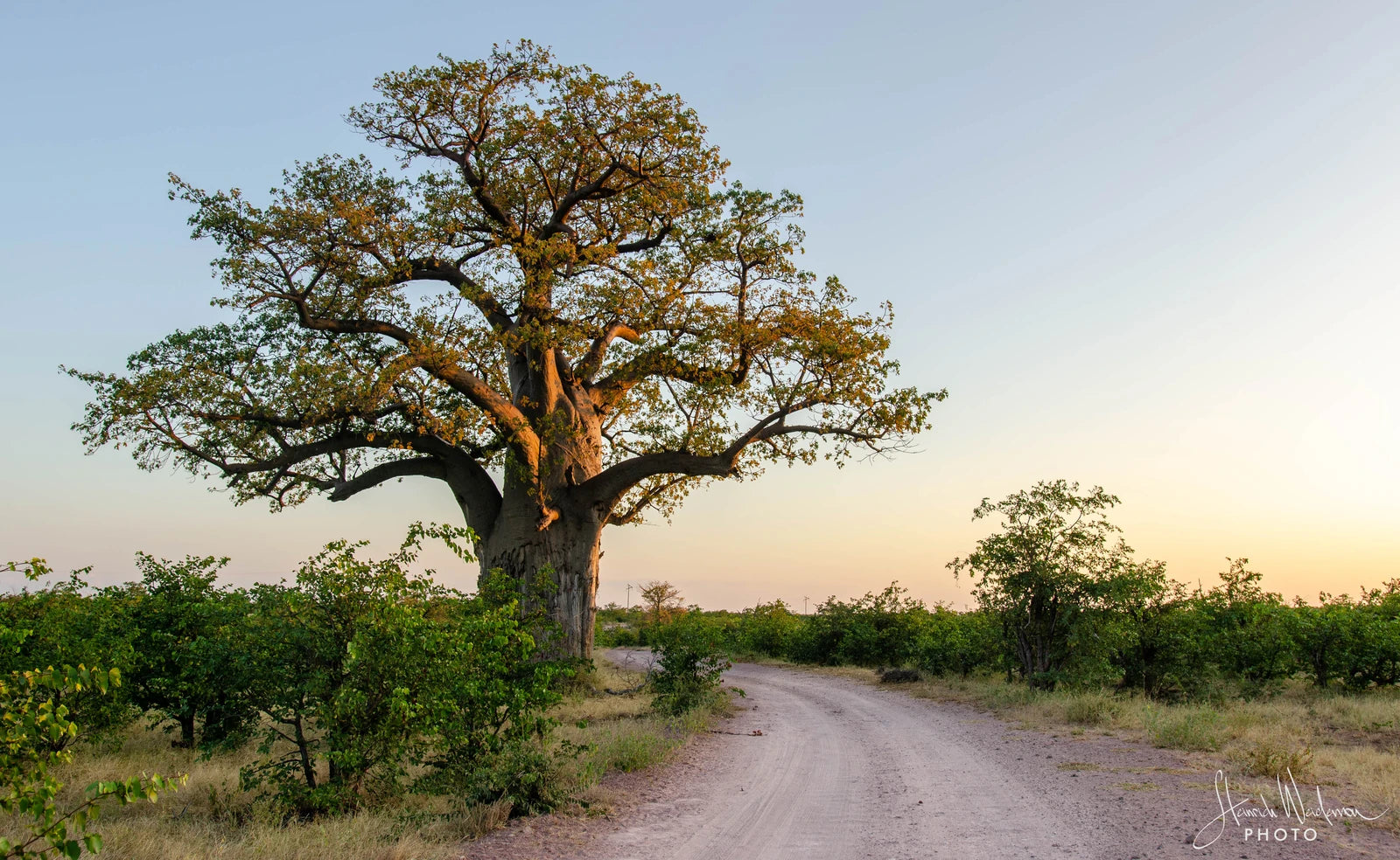 Mapungubwe National Park, 
Musina South Africa