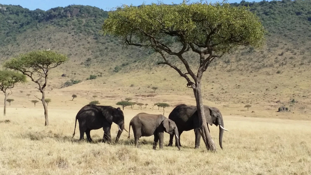 Mara Triangle,  Kenya