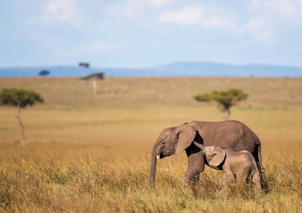 Mara Triangle,  Kenya