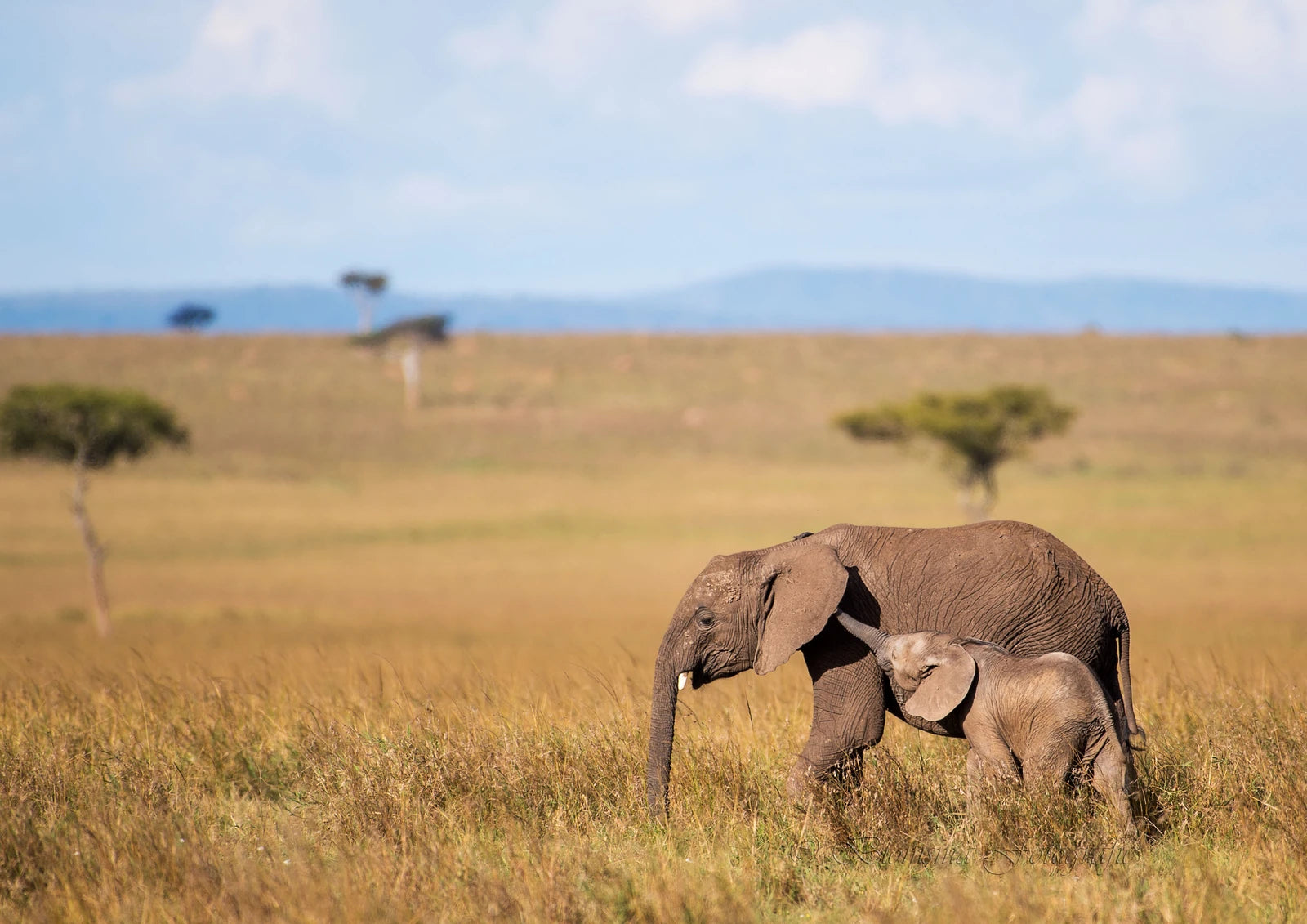 Mara Triangle,  Kenya
