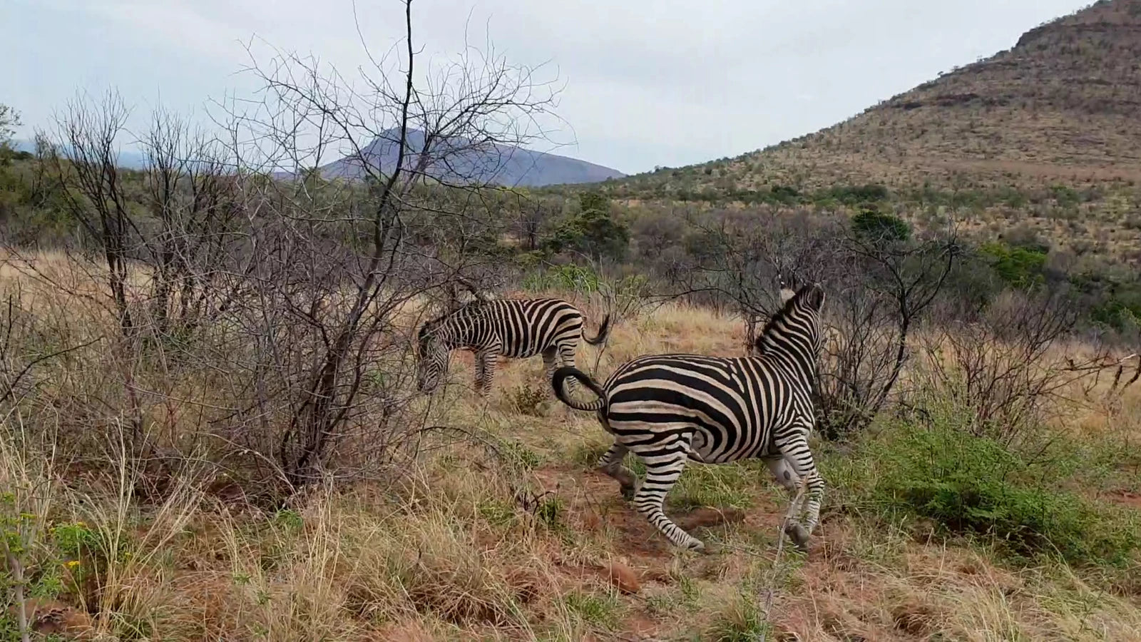 Marakele National Park, 
Waterberg mountain range South Africa