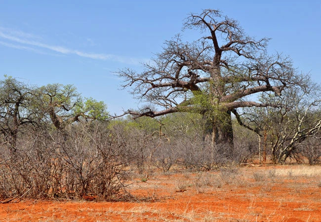 Maremani Nature Reserve, Beitbridge Zimbabwe