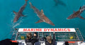Marine Dynamics · Shark Tours · Shark Cage Dive, Gansbaai South Africa