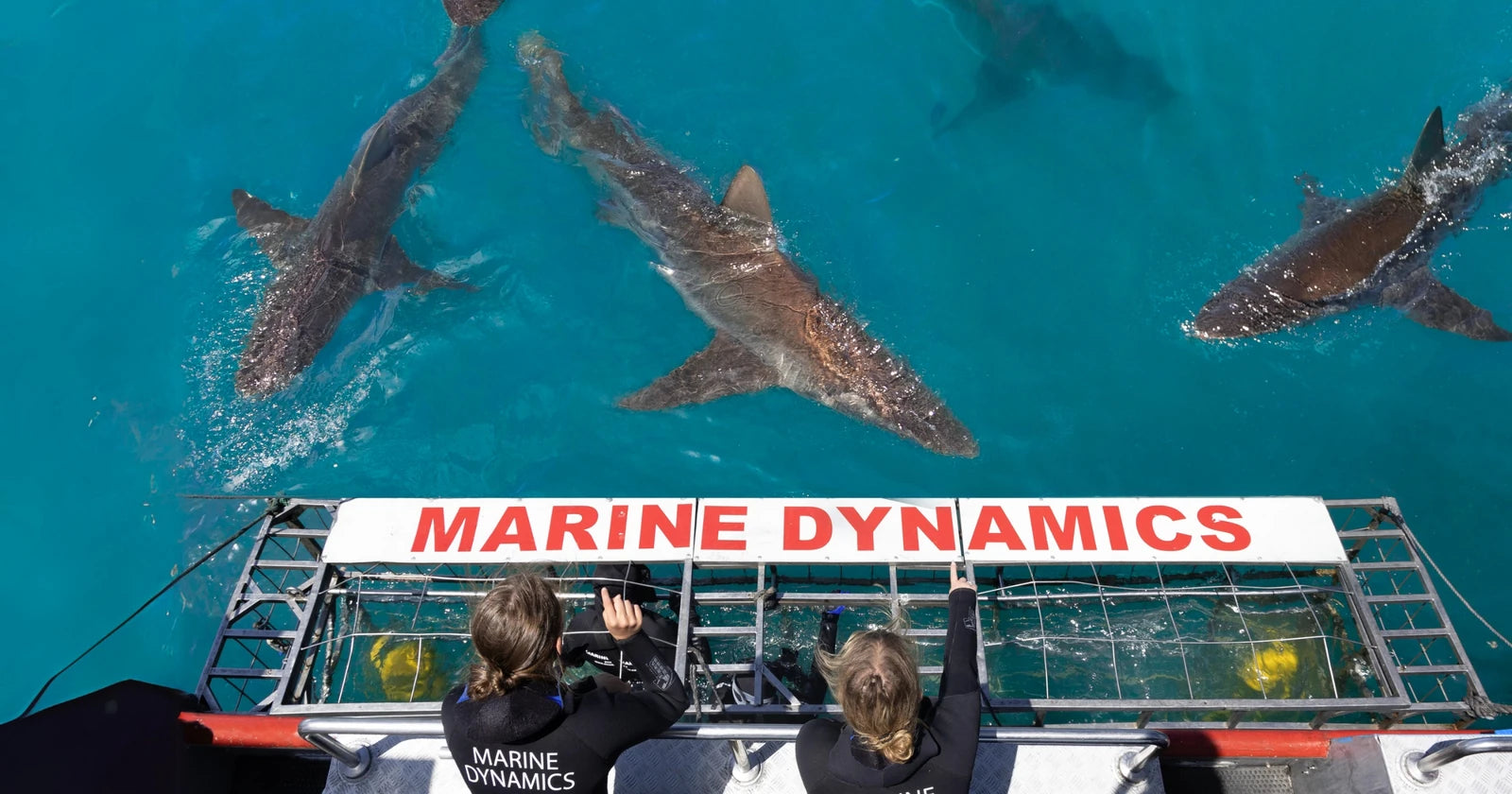 Marine Dynamics · Shark Tours · Shark Cage Dive