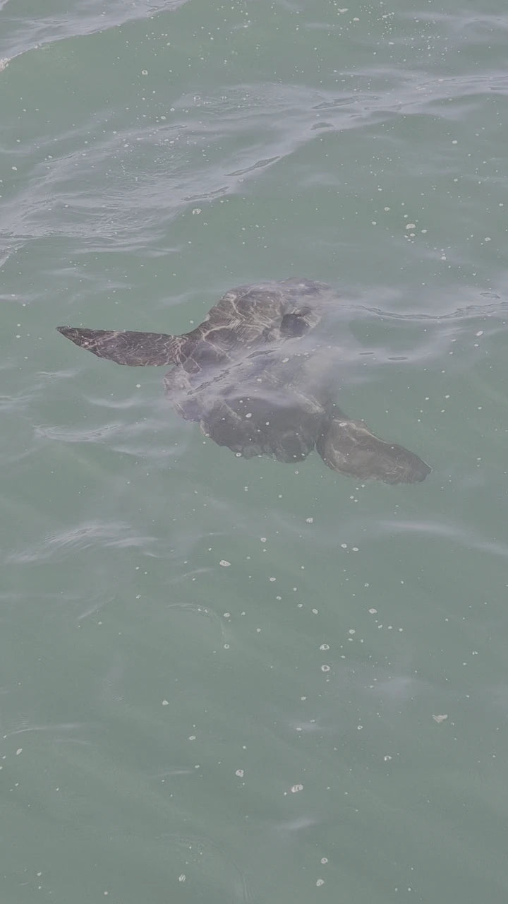 Marine Dynamics · Shark Tours · Shark Cage Dive, Gansbaai South Africa