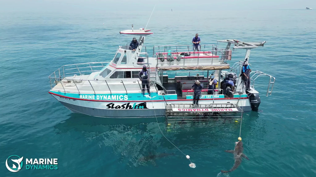 Marine Dynamics · Shark Tours · Shark Cage Dive, Gansbaai South Africa