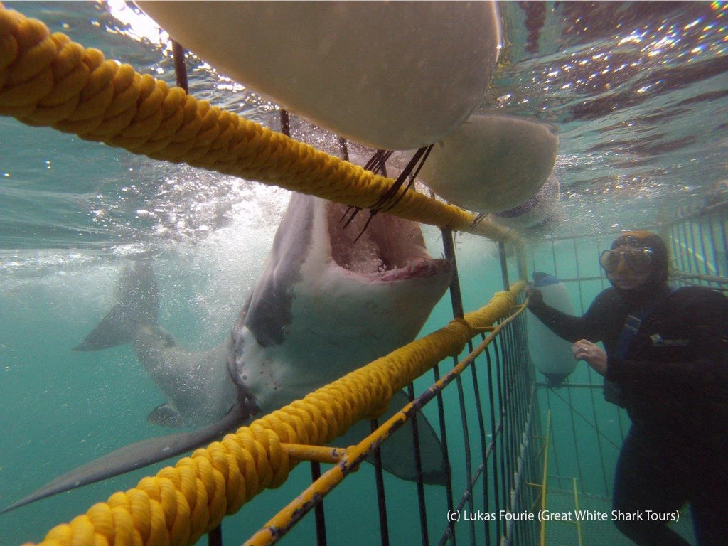 Marine Dynamics · Shark Tours · Shark Cage Dive, Gansbaai South Africa
